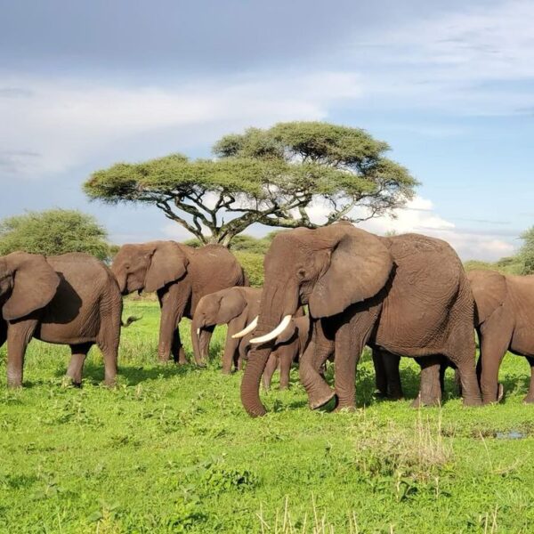 4 Days Tanzania Safari