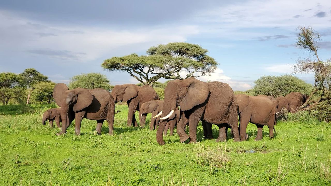 4 Days Tanzania Safari