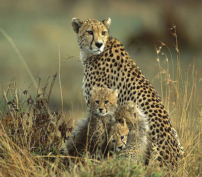 6 Days Tanzania Safari Itinerary – Serengeti, Ngorongoro & Lake Eyasi